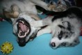 /album/opicinky-s-arwen/img-4238-jpg/