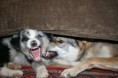 /album/opicinky-s-arwen/img-4597-jpg/