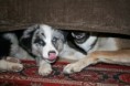 /album/opicinky-s-arwen/img-4599-jpg/