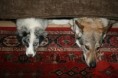 /album/opicinky-s-arwen/img-4621-jpg/