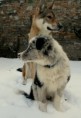 /album/opicinky-s-arwen/img-4839-jpg/